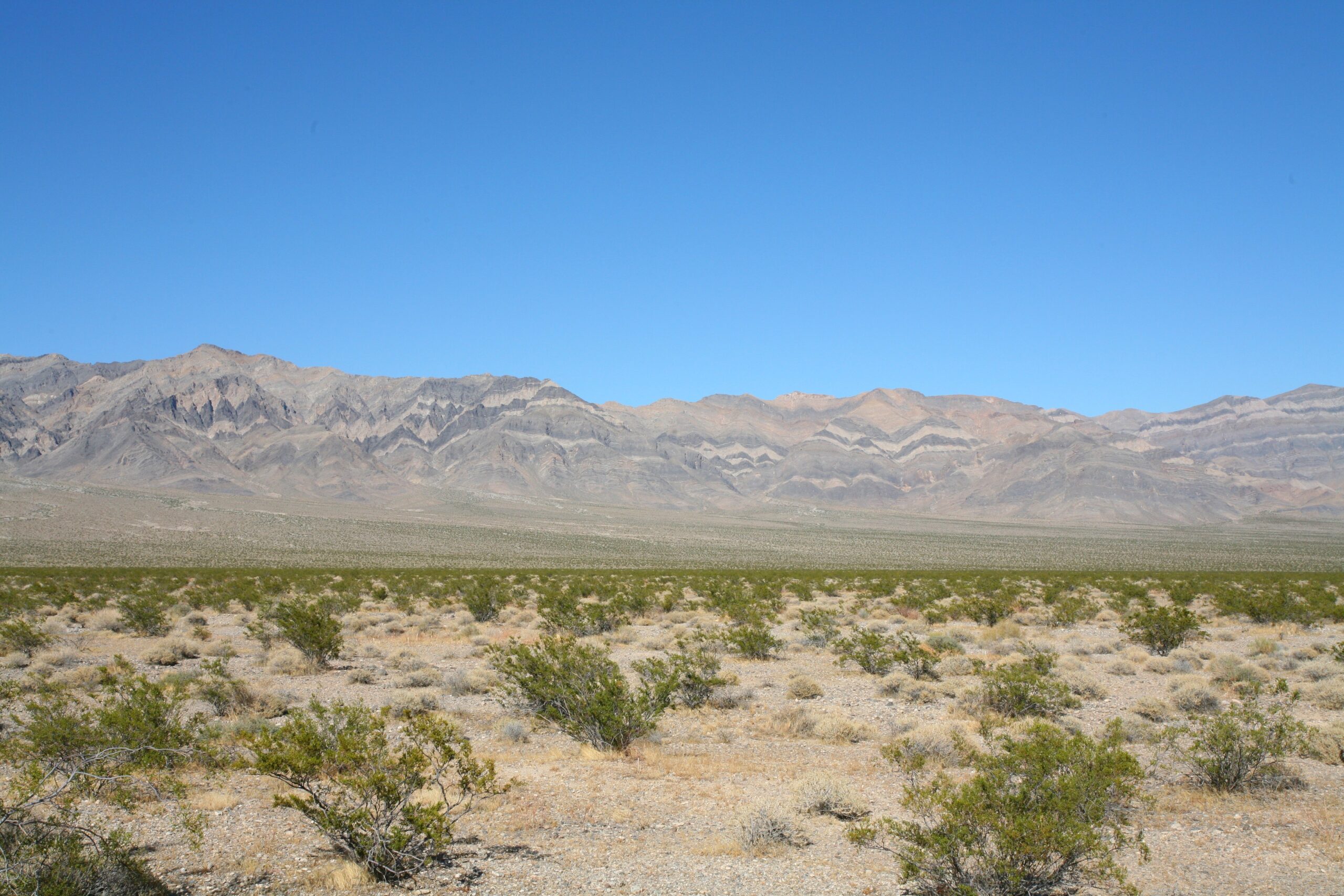 Ostrich Farming in Joshua Tree, Twentynine Palms and Wonder Valley in the Mojave Desert, California